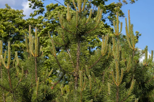 Pinheiros Uma Árvore Verde Sobre Saúde — Fotografia de Stock