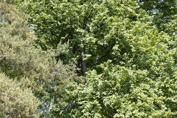 自然の中で松やリンデンウォーク — ストック写真