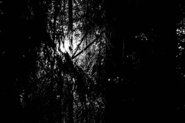 Siyah ve beyaz gün batımı. Güneş ormandaki ağaçların arasından parlıyor. Seçici yumuşak odaklanma. Siyah beyaz film.