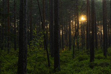 Batan güneşin ışınları ağaçların arasından parlıyor. Altın güller. İyi akşamlar. Orman manzarası.