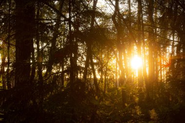 Batan güneşin ışınları ağaçların arasından parlıyor. Altın güller. İyi akşamlar. Orman manzarası.