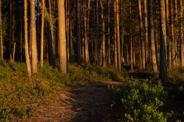 Günbatımı ormandaki ağaçlara yansıyor. Güneşli orman. Peyzaj.
