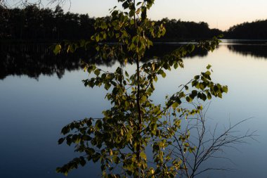 Kıyı huş ağacında güneşin yansıması olan göl manzarası. Seçici yumuşak odak.