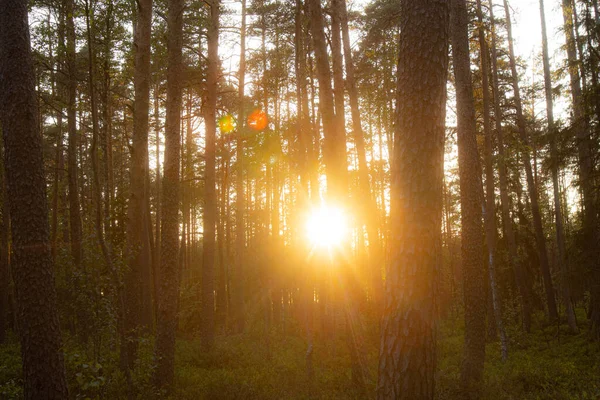 Promienie Zachodzącego Słońca Świecą Między Drzewami Złote Róże Dobry Wieczór — Zdjęcie stockowe