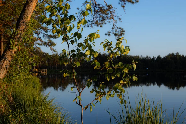 Una Vista Sul Lago Con Riflesso Del Sole Nella Betulla — Foto Stock