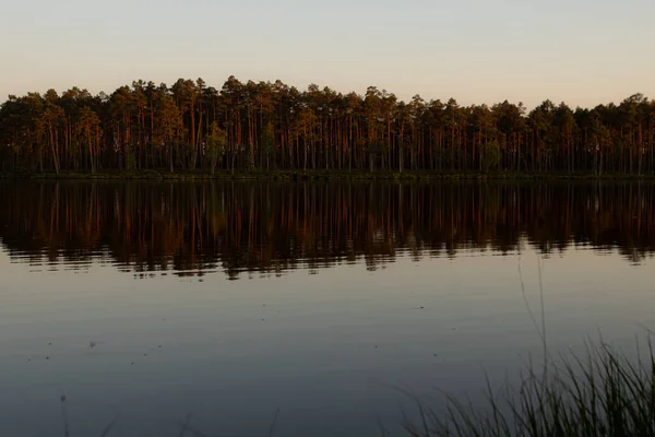 stock image View of the lake with the reflection of the sun in the trees on the shore. The trees are reflected in the lake. Selective soft focus.