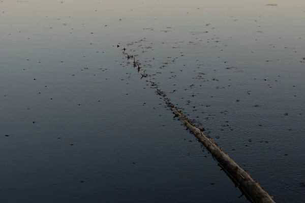 水蚊在湖中游动 — 图库照片
