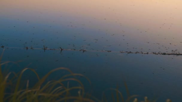 Les Moustiques Eau Nagent Dans Lac Paysage Vidéo — Video