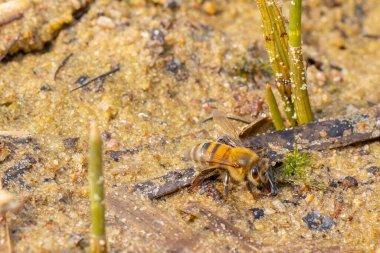 Su içmek için göl kıyısına bir arı gelir, sıcak hava