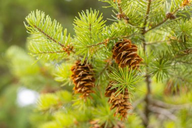 Kavurucu kozalaklar ve sıcak yaz güneşinde batılı tarla kuşları.