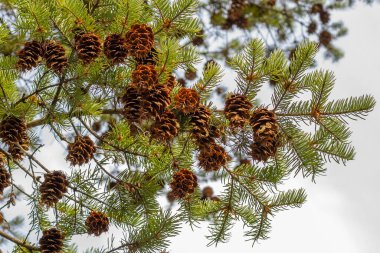 Kavurucu kozalaklar ve sıcak yaz güneşinde batılı tarla kuşları.