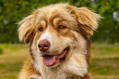 Gülümseyen genç köpek, kahverengi, beyaz, köpek, yakın plan.