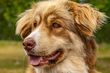 Gülümseyen genç köpek, kahverengi, beyaz, köpek, yakın plan.