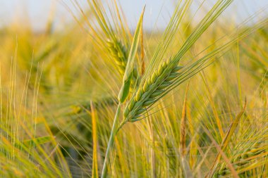 Arpa gün batımı güneş ışığıyla oynandı. Arpa taneciğine yakın çekim. Arpa tarlasında gün batımı. Kuraklığın ekolojik felaketi