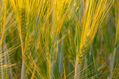 Arpa gün batımı güneş ışığıyla oynandı. Arpa tarlası gün batımında ya da gün doğumunda rüzgarda esiyor. Arpa tarlasında gün batımı. Kuraklığın ekolojik felaketi