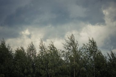 Yağmurlu bulutlar yağmura kadar karardı. Rüzgarda görünen ağaçlar. Yumuşak seçici odak.