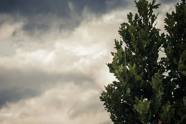 雨の雲が雨に暗くなっている 風の中で見える木々 柔らかい選択的フォーカス — ストック写真