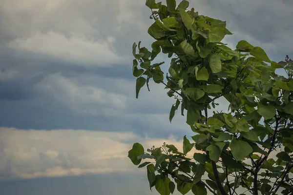 Yağmurlu Bulutlar Yağmura Kadar Karardı Aquinia Nın Yeşil Yaprakları Rüzgarda — Stok fotoğraf