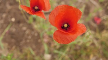 Gelincik çiçekleri, kırmızı yapraklar rüzgarda hareket ediyor. Evin yakınındaki bahçede..