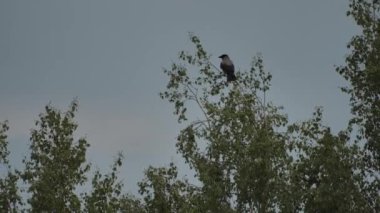 Kuş kargaları huş dallarında toplanır. Genç kargalar yazın uçmayı öğrenirler. Videolar.
