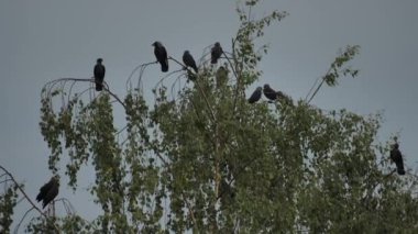Kuş kargaları huş dallarında toplanır. Genç kargalar yazın uçmayı öğrenirler. Videolar.