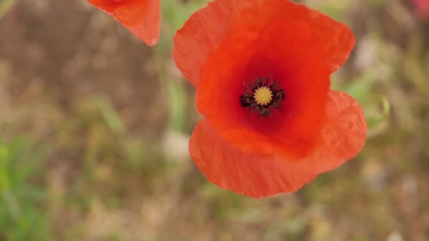 Квіти Макарони Червоні Пелюстки Рухаються Вітрі Саду Біля Будинку — стокове відео