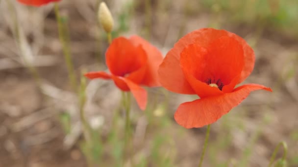 Πόπι Λουλούδια Κόκκινα Πέταλα Κινούνται Στον Άνεμο Στον Κήπο Κοντά — Αρχείο Βίντεο
