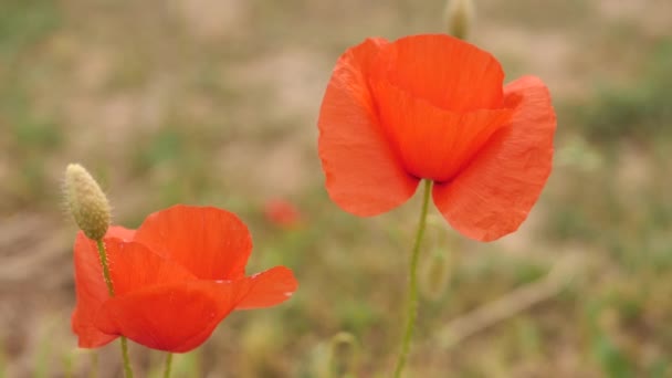 Fleurs Pavot Pétales Rouges Déplacent Dans Vent Dans Jardin Près — Video