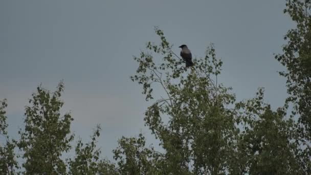 Птицы Собираются Березовых Ветвях Молодые Вороны Учатся Летать Летом Видео — стоковое видео