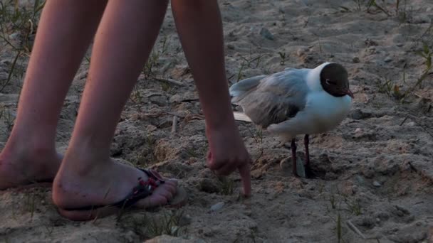 Kuş Gölün Kıyısındaki Bir Martıdır Çocuk Elleriyle Kuşa Dokunmak Ister — Stok video
