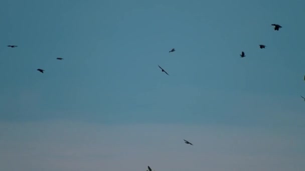 Vogelkrähen Sammeln Sich Blauen Himmel Junge Krähen Lernen Sommer Das — Stockvideo