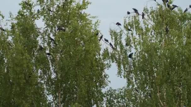 Κοράκια Πουλιών Μαζεύονται Κλαδιά Σημύδας Νεαρά Κοράκια Μαθαίνουν Πετούν Καλοκαίρι — Αρχείο Βίντεο