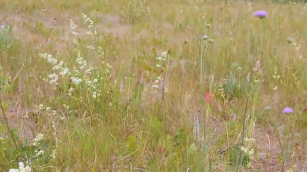 Grasveld Met Zwarte Bessen Bloemen Vakantie Droog Gras Hete Zomertijd — Stockvideo