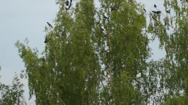 Птицы Собираются Березовых Ветвях Молодые Вороны Учатся Летать Летом Видео — стоковое видео