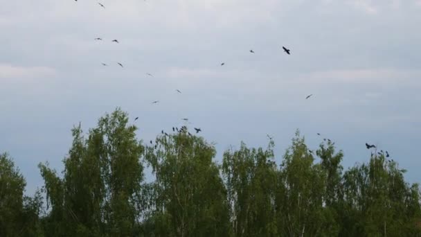 乌鸦聚集在桦树枝上 年轻的乌鸦在夏天学会飞 录象带 — 图库视频影像