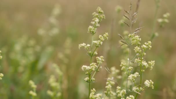 Grasveld Met Zwarte Bessen Bloemen Vakantie Droog Gras Hete Zomertijd — Stockvideo
