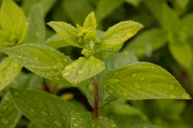 Üzerinde su damlaları olan yeşil yapraklardan damarlar. Yumuşak seçici odak.