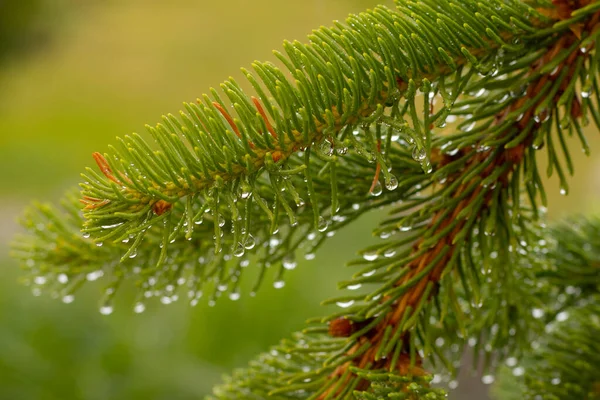 雨の間のカラマツの鋭い 緑の針に水が落ちる 柔らかい選択的フォーカス — ストック写真
