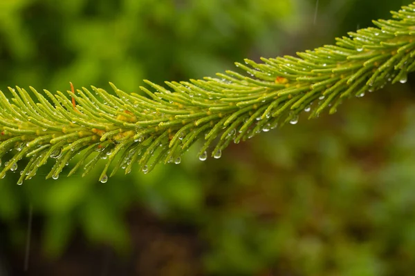 雨の間のカラマツの鋭い 緑の針に水が落ちる 柔らかい選択的フォーカス — ストック写真
