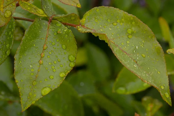 stock image Veins of green leaves with water drops on them. Soft selective focus.