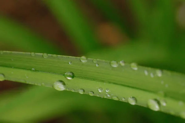 Adern Grüner Blätter Mit Wassertropfen Darauf Weiche Selektive Fokussierung — Stockfoto