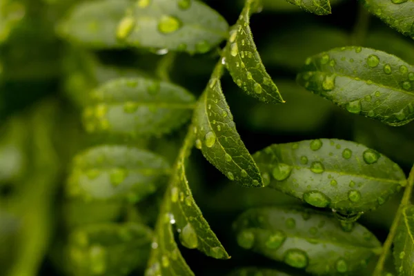 緑の葉のつるが水でそれらに落ちる 柔らかい選択的フォーカス — ストック写真