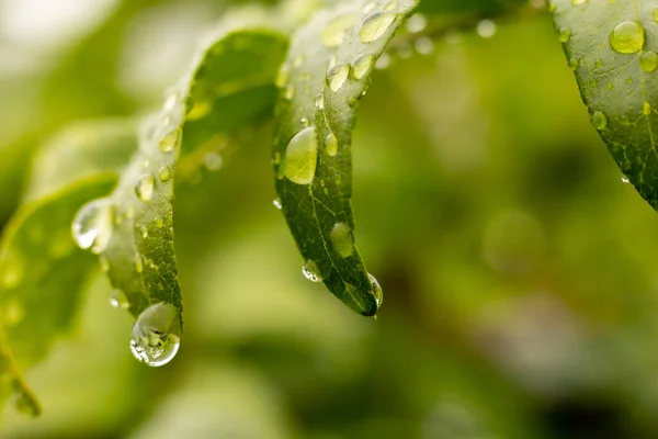 緑の葉のつるが水でそれらに落ちる 柔らかい選択的フォーカス — ストック写真