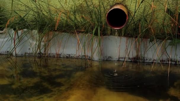 Водяна Труба Забруднена Вода Тече Вода Вирощується Травою Водоростями Відеокліпи — стокове відео