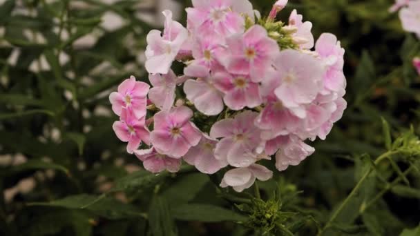 Квіти Флоксів Під Дощем Водяні Краплі Видно Квітці Квітка Рухається — стокове відео
