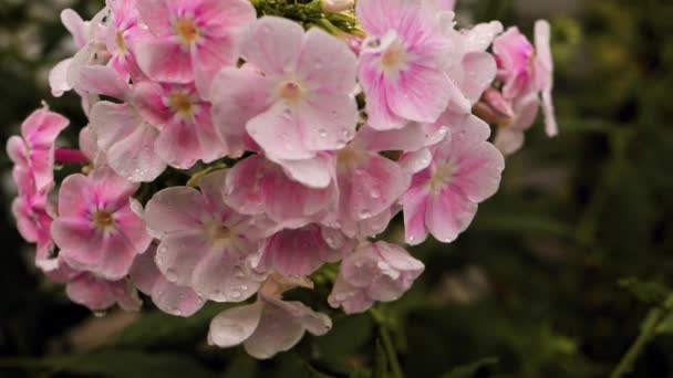 Kwiaty Phlox Deszczu Krople Wody Widoczne Kwiatku Kwiat Porusza Się — Wideo stockowe