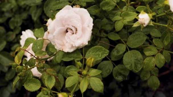 苗は雨で立ち上がった バラの花はほとんど咲いている 庭のバラは雨の中風に乗って動きます 柔らかい選択的フォーカス — ストック動画