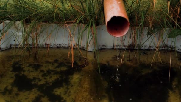 Wasserleitungen Verschmutztes Wasser Fließt Wasser Überwuchert Mit Gras Und Algen — Stockvideo