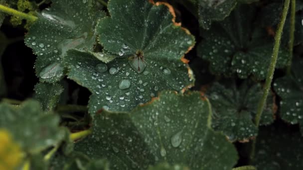 Зеленые Листья Чай Росподиной Капельками Воды Листе Капли Дождя Движутся — стоковое видео