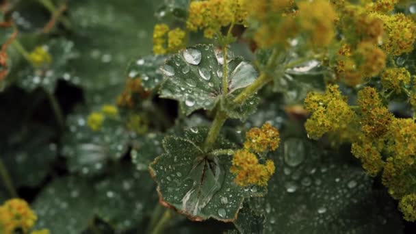 緑の葉 水滴とロスポジナ茶 葉の上では雨粒が風に乗って葉から落ちます — ストック動画